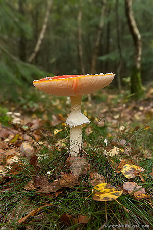 Paddenstoelen, Bart Fotografie-0008