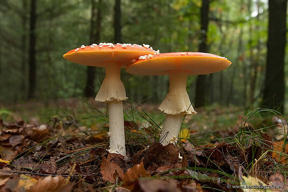 Paddenstoelen, Bart Fotografie-0009