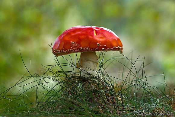 Paddenstoelen, Bart Fotografie-0010