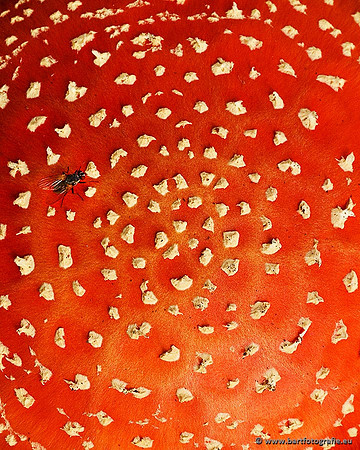 Paddenstoelen, Bart Fotografie-0011