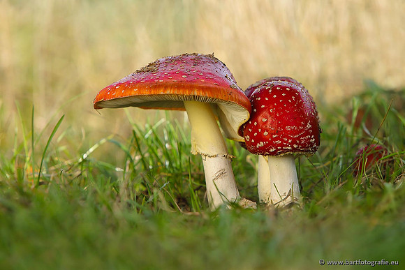 Paddenstoelen, Bart Fotografie-0012