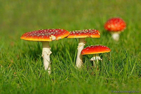 Paddenstoelen, Bart Fotografie-0014