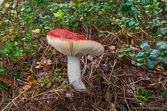 Paddenstoelen, Bart Fotografie-0013