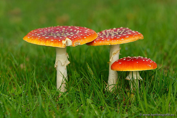 Paddenstoelen, Bart Fotografie-0015