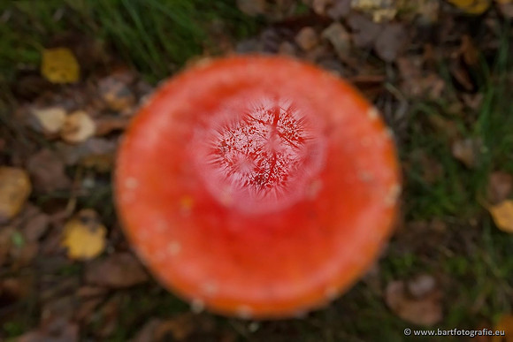 Paddenstoelen, Bart Fotografie-0016