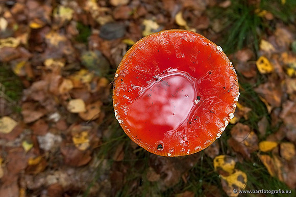 Paddenstoelen, Bart Fotografie-0017
