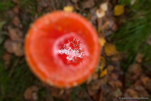 Paddenstoelen, Bart Fotografie-0018