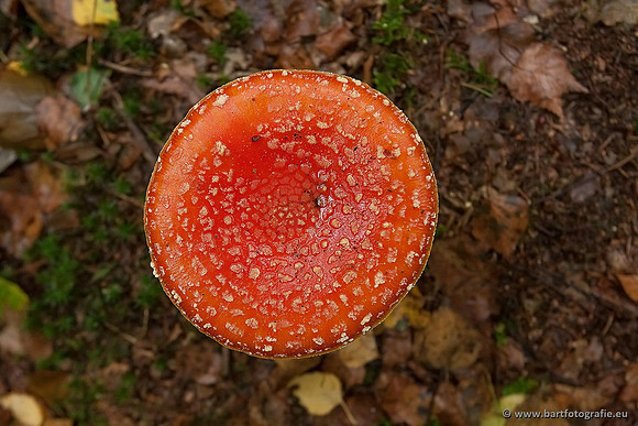 Paddenstoelen, Bart Fotografie-0019