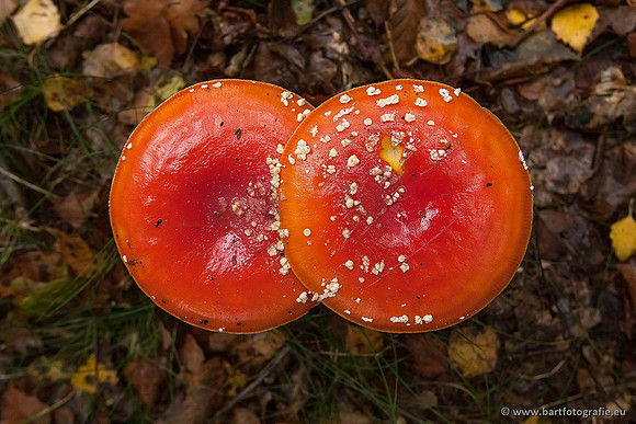 Paddenstoelen, Bart Fotografie-0021