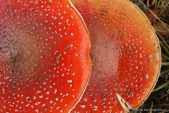 Paddenstoelen, Bart Fotografie-0020