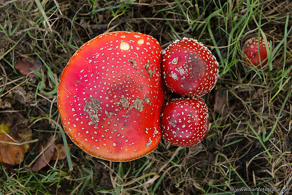 Paddenstoelen, Bart Fotografie-0022