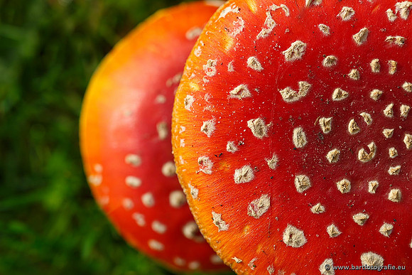 Paddenstoelen, Bart Fotografie-0023