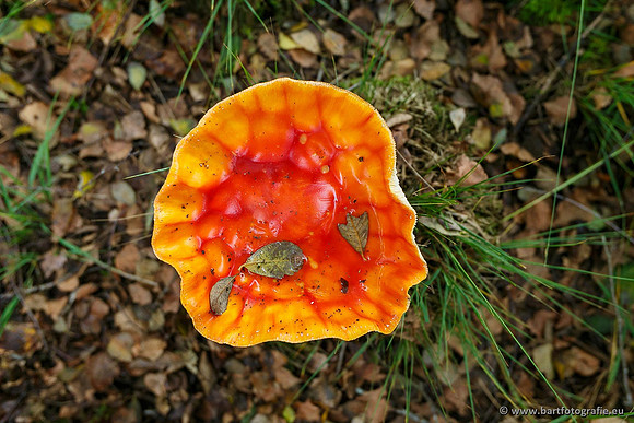 Paddenstoelen, Bart Fotografie-0024