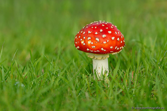 Paddenstoelen, Bart Fotografie-0025