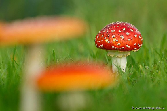 Paddenstoelen, Bart Fotografie-0026