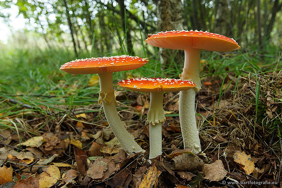 Paddenstoelen, Bart Fotografie-0027