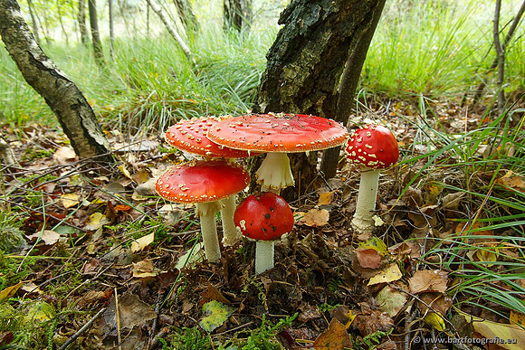 Paddenstoelen, Bart Fotografie-0028