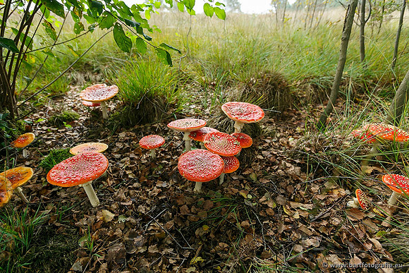 Paddenstoelen, Bart Fotografie-0029