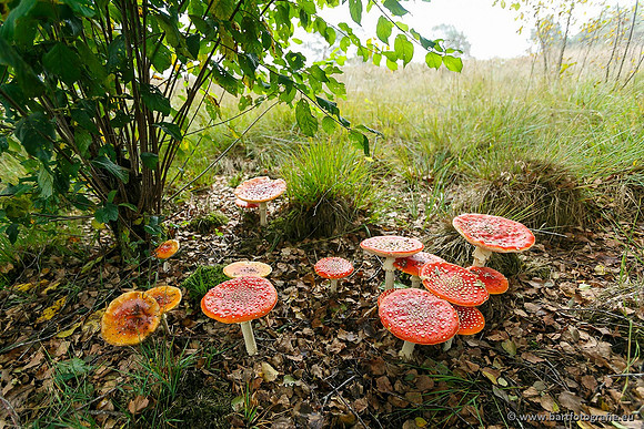 Paddenstoelen, Bart Fotografie-0030