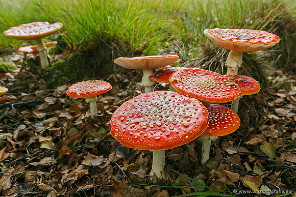 Paddenstoelen, Bart Fotografie-0031