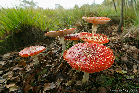 Paddenstoelen, Bart Fotografie-0032