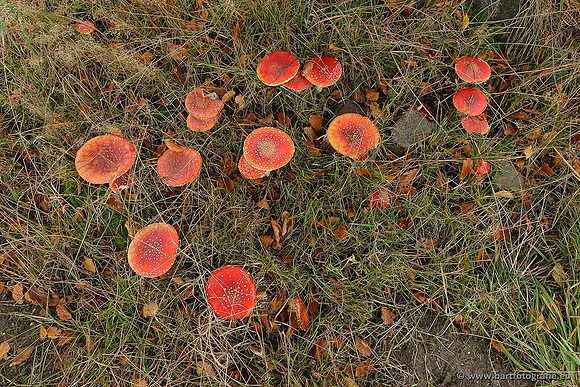Paddenstoelen, Bart Fotografie-0033