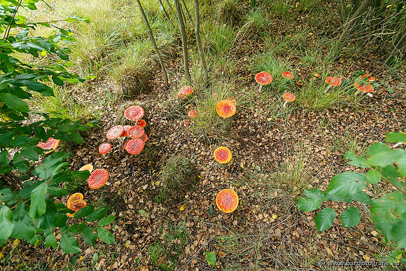 Paddenstoelen, Bart Fotografie-0034