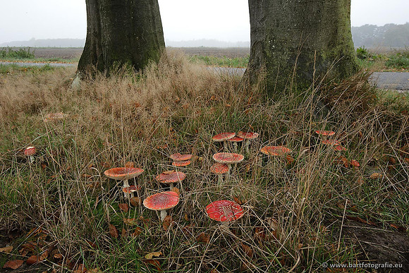 Paddenstoelen, Bart Fotografie-0035