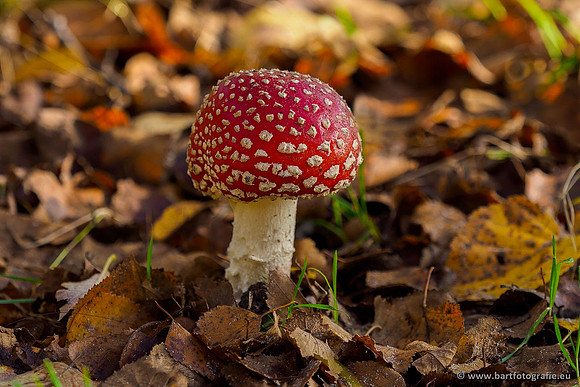 Paddenstoelen, Bart Fotografie-0036