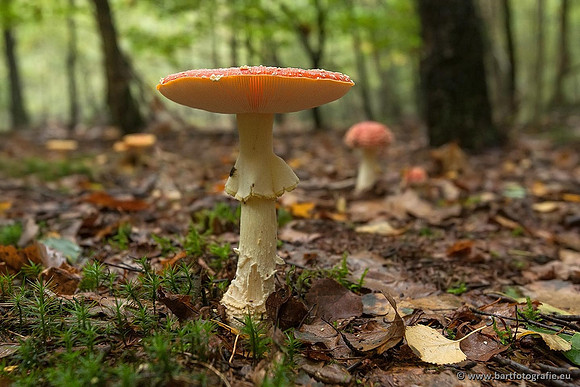 Paddenstoelen, Bart Fotografie-0038