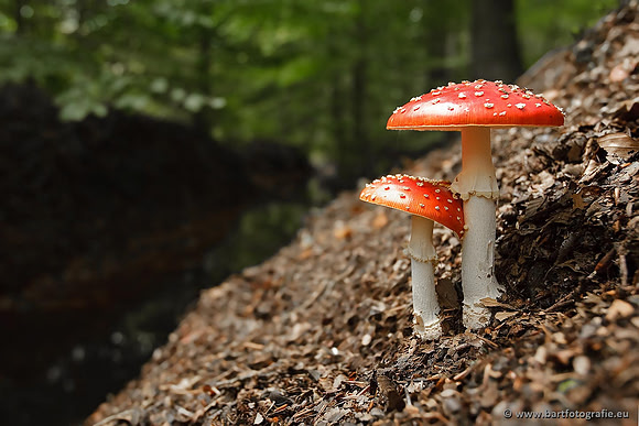 Paddenstoelen, Bart Fotografie-0039