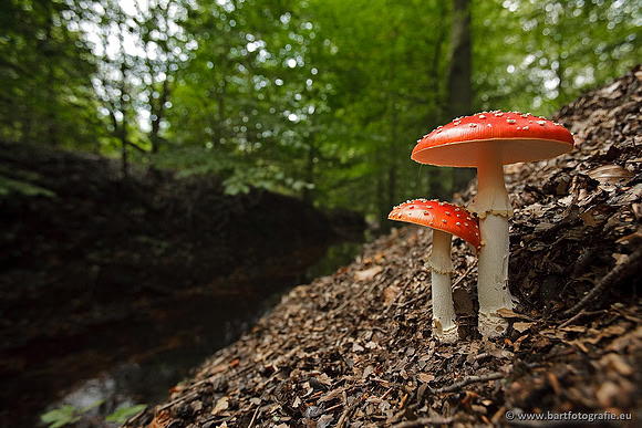 Paddenstoelen, Bart Fotografie-0040