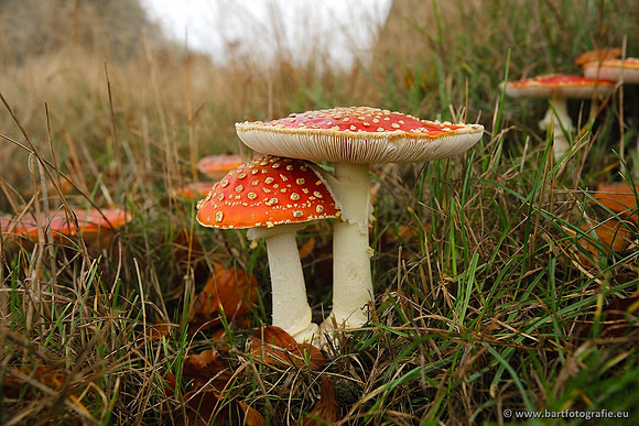Paddenstoelen, Bart Fotografie-0041