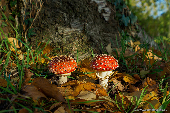 Paddenstoelen, Bart Fotografie-0042