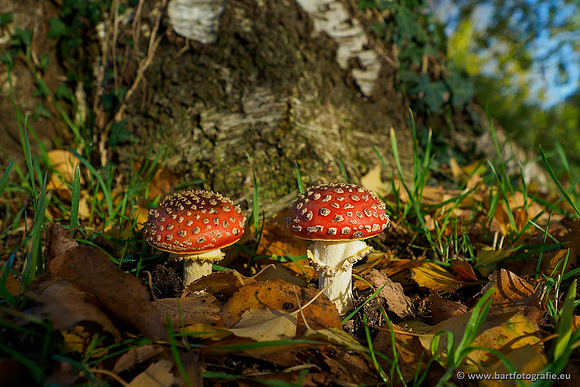 Paddenstoelen, Bart Fotografie-0043