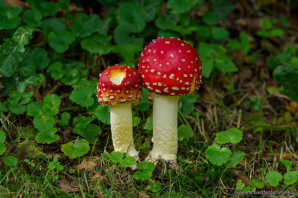 Paddenstoelen, Bart Fotografie-0044