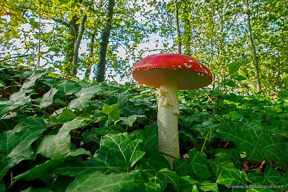Paddenstoelen, Bart Fotografie-0045
