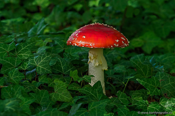 Paddenstoelen, Bart Fotografie-0046