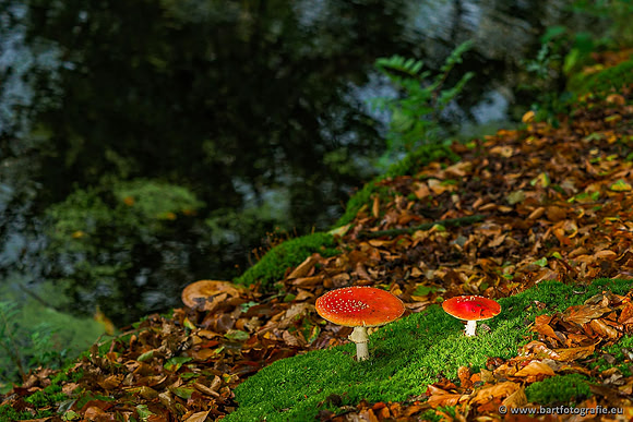 Paddenstoelen, Bart Fotografie-0047