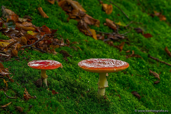 Paddenstoelen, Bart Fotografie-0048