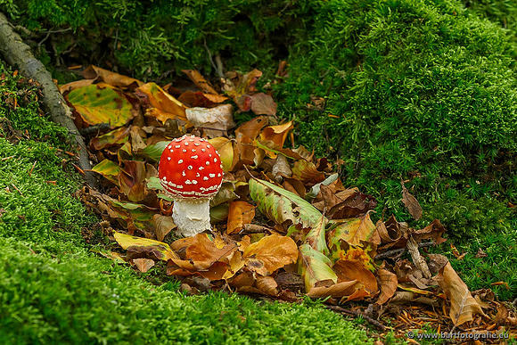 Paddenstoelen, Bart Fotografie-0049