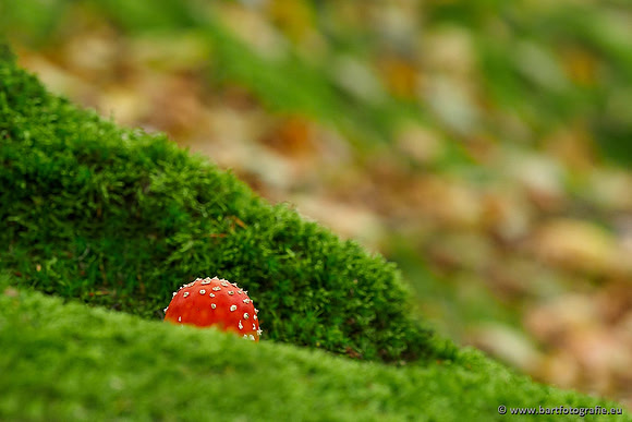 Paddenstoelen, Bart Fotografie-0051