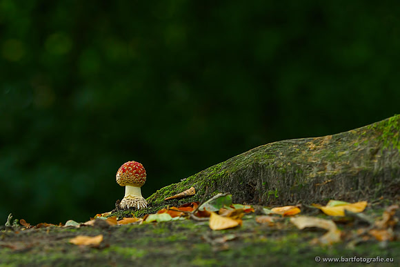 Paddenstoelen, Bart Fotografie-0052