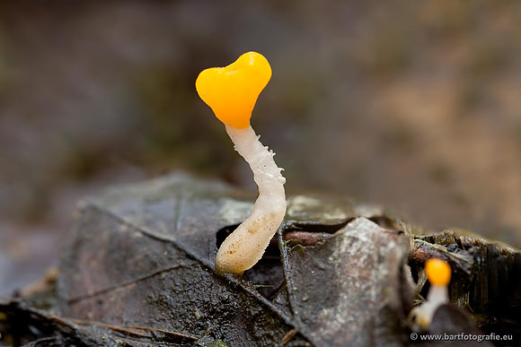 Paddenstoelen, Bart Fotografie-0053