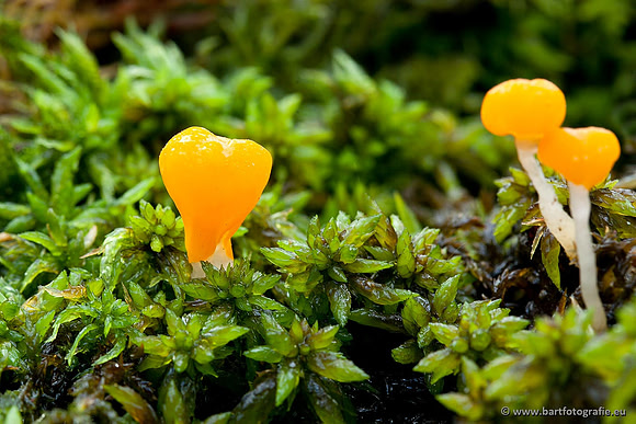 Paddenstoelen, Bart Fotografie-0054