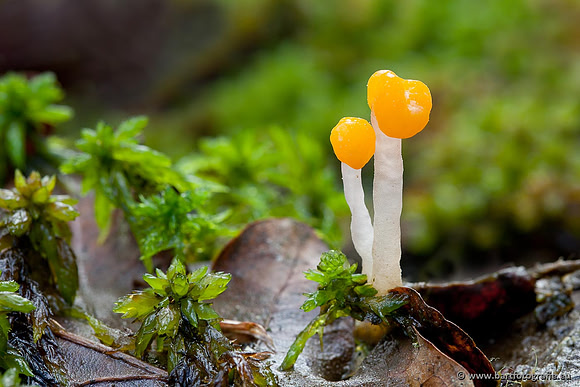 Paddenstoelen, Bart Fotografie-0055