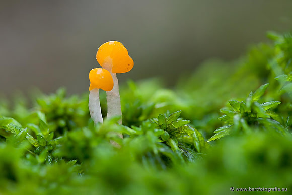 Paddenstoelen, Bart Fotografie-0056