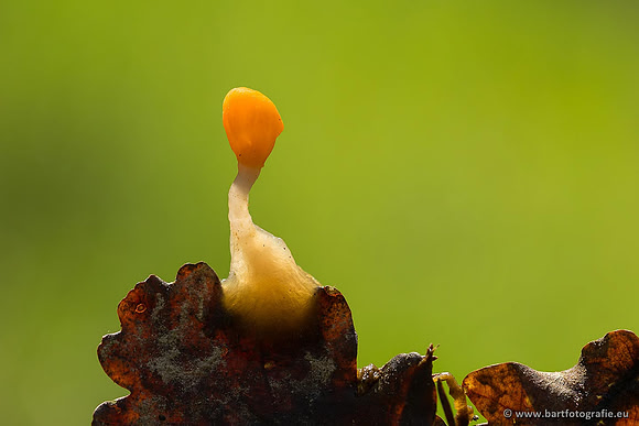 Paddenstoelen, Bart Fotografie-0057