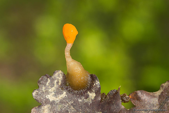 Paddenstoelen, Bart Fotografie-0058