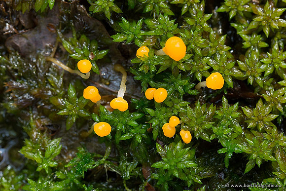 Paddenstoelen, Bart Fotografie-0059